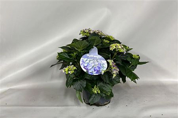 Hydrangea Ma Early Blue 12+