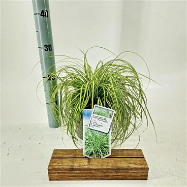 Carex Oshimensis Eversheen