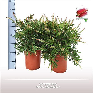 Callistemon Bush