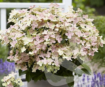 Гортензия метельчатая Полестар