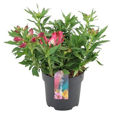 Alstroemeria Inticancha Romance