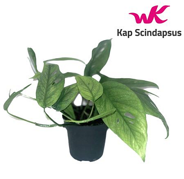 Epipremnum Cebu Blue