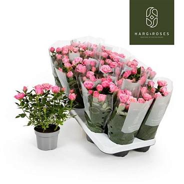Rosa Kordana Flirt Hot Pink