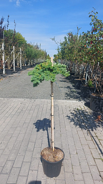 Лиственница кемпфера Блю Дварф штамб 90