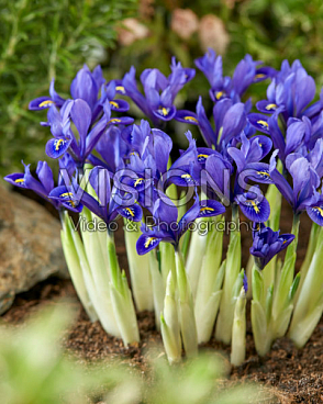 Ирис сетчатый Пикси