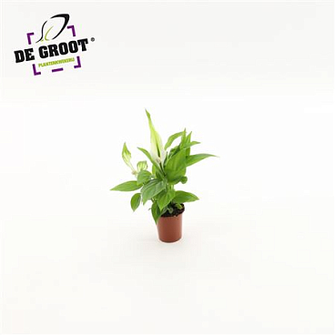 Spath Alana 3+