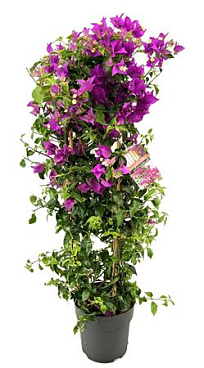 Bougainvillea Glabra Sanderiana
