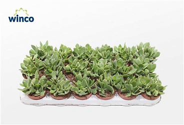 Crassula Minova