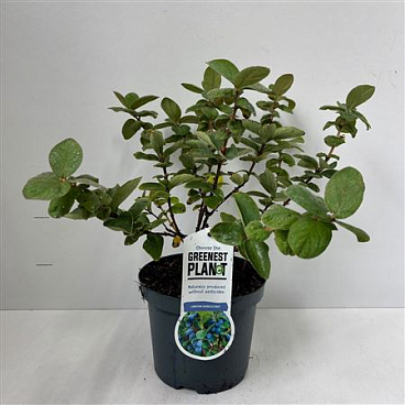 Lonicera Cearulea Duet