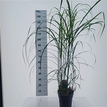Miscanthus Sin Malepartus
