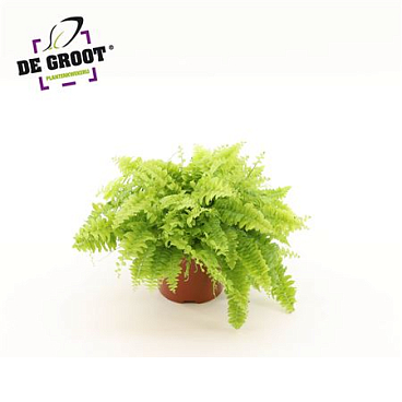 Nephrolepis Boston Blue Bell