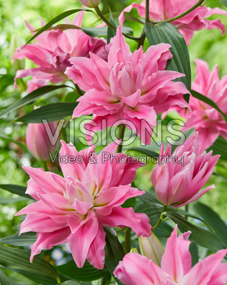 Лилия восточный махровый Каданго