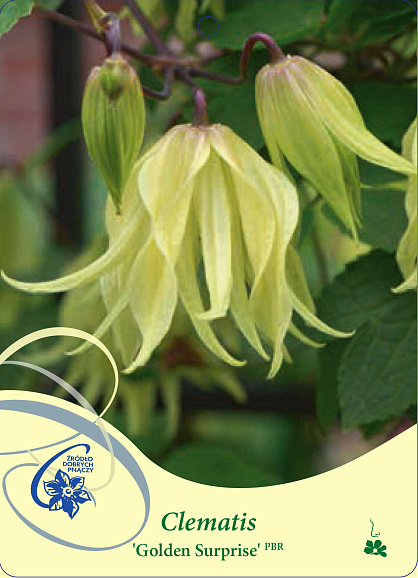 Клематис альпийский Голден Сюрпрайз