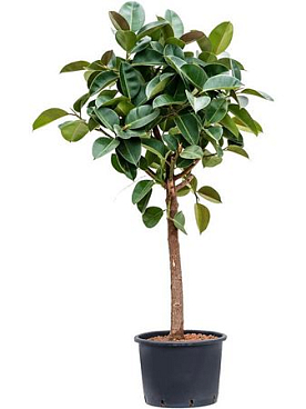 Ficus Elastica Robusta