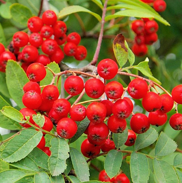 Рябина Сказочная