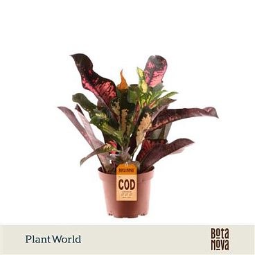 Codiaeum Wilma Head