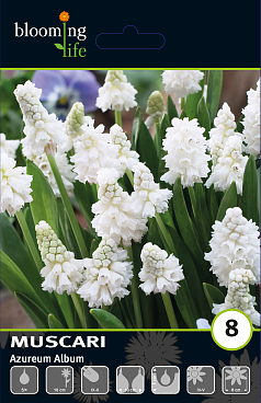 Мускари лазурный Альбум