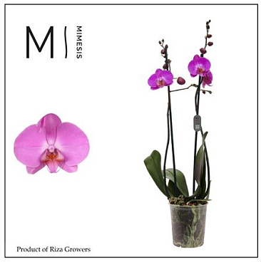 Phal 2st Las Palmas 16+ Mimesis (orchid Growers)