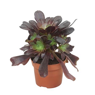 Aeonium Valour