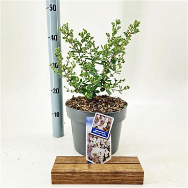 Lagerstroemia Indica With Love Virgin