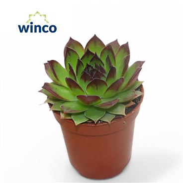 Sempervivum Tectorum