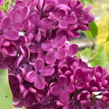 Сирень обыкновенная Знамя Ленина