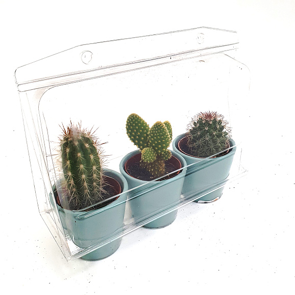 Кактус Микс в керамике