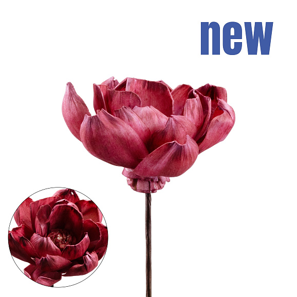 Черешня Тютчевка