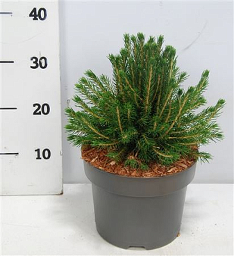 Picea Abies Tompa