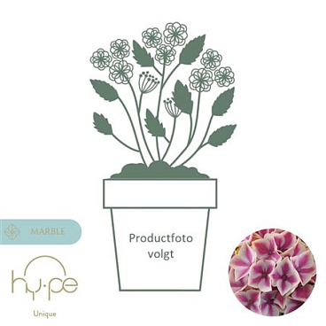 Hydrangea Ma Diva Pink 10+ (hy-pe)
