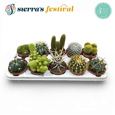Cactus Mix (10spc.)