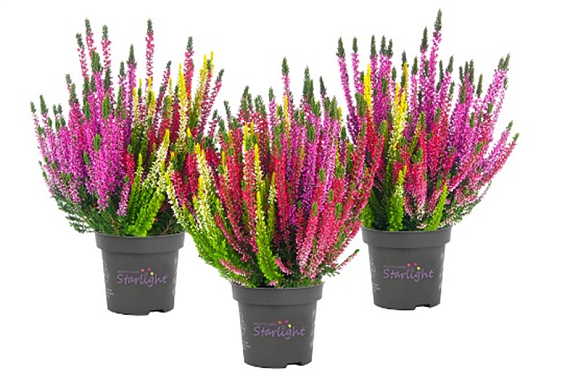 Каллуна обыкновенная Саманта/ Лиа/ Агнета