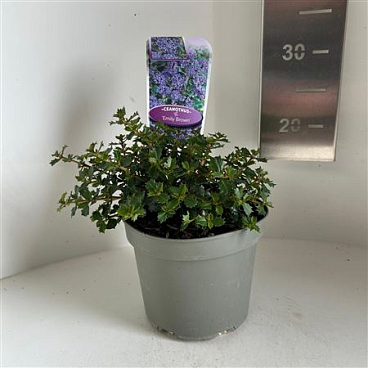 Ceanothus Emily Brown