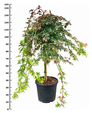 Acer Palm Cascade Ruby