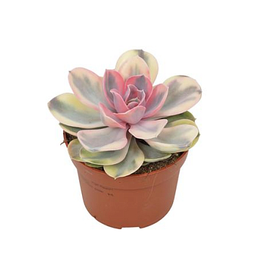 Echeveria Rainbow 10,5 Cm