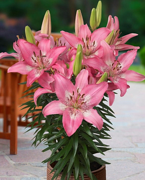 Лилия азиатская низкорослая Тренди Никосия