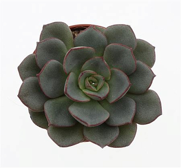 Echeveria Moranii