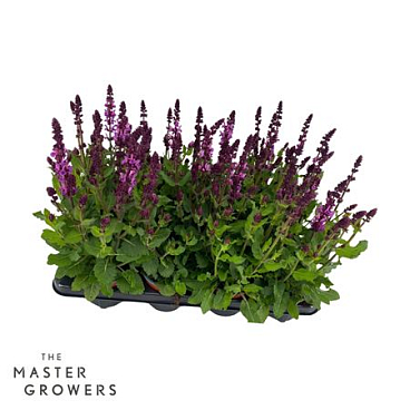 Salvia Marvel Pink