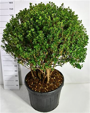 Rhododendron (aj) Himasojo