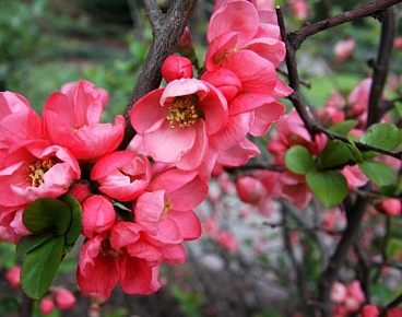 Хеномелес (Айва) превосходная Пинк Леди