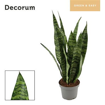 Sansevieria Wintergreen 9 Cm (decorum Green & Easy