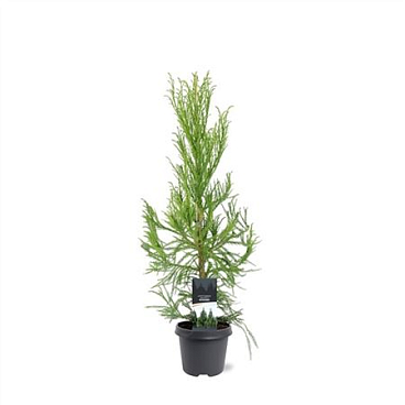 Cryptomeria Jap Kitayama