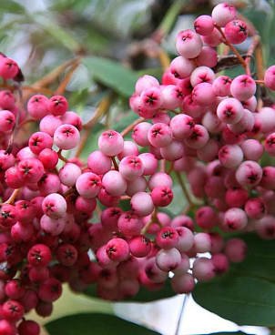 Рябина Пепл Меджик штамб