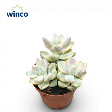 Graptoveria Titubans Variegata (group)