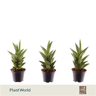 Sansevieria Starshooter (decorum)