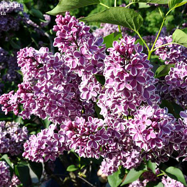 Сирень обыкновенная Сенсейшен (в тубе)