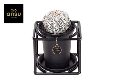 Astrophytum Asterias Super Kabuto In Design Frame