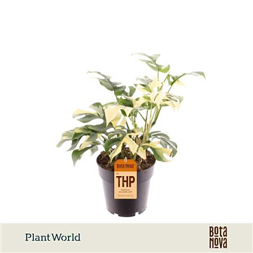 Rhaphidophora Tetrasperma Variegata 14