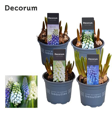 Muscari Mix (decorum)