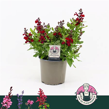 Salvia Greggii Mirage Sherry Red